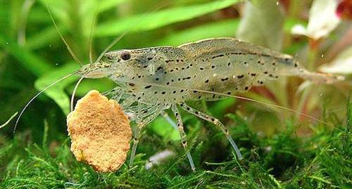 Caridina japonica