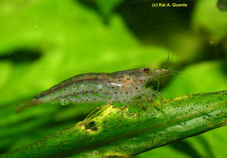 Caridina japonica2