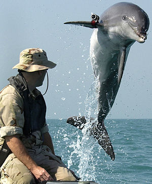 Delfin skakavy