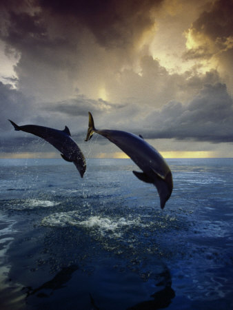 Delfin skakavy