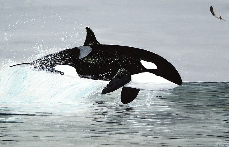 Orcinus Orca