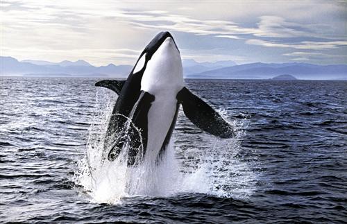 Orcinus Orca