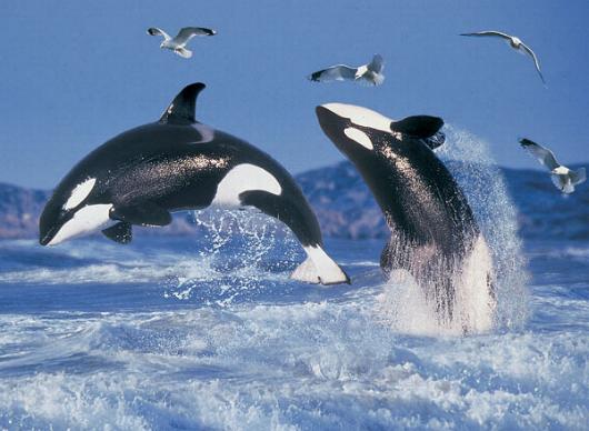 Orcinus Orca