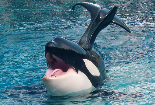 Orcinus Orca