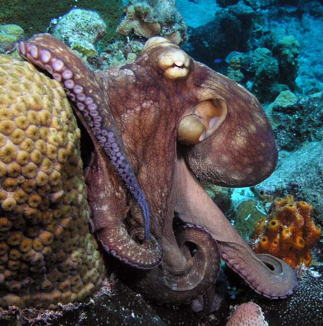 chobotnice