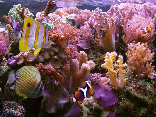 coral reef koralovy utes