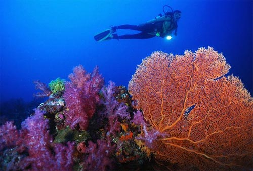 coral reef koralovy utes