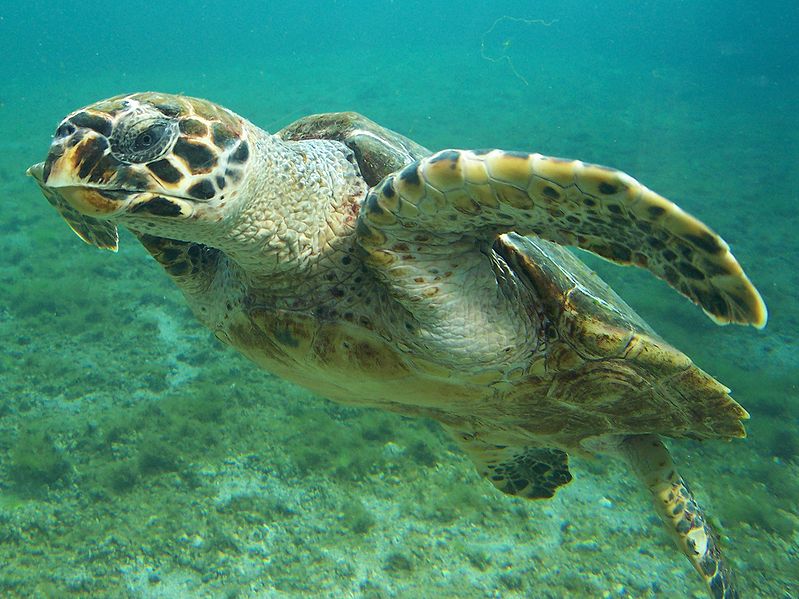 eretmochelys imbricata kareta prava