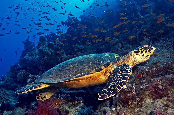 eretmochelys imbricata kareta prava