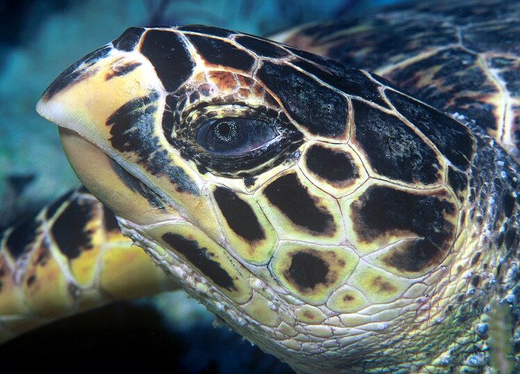 eretmochelys imbricata kareta prava