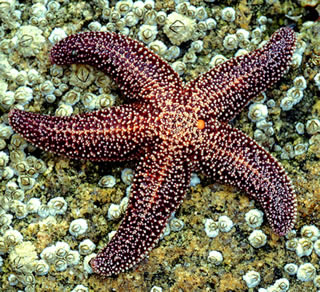 morska hvezdice
