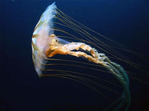 meduza