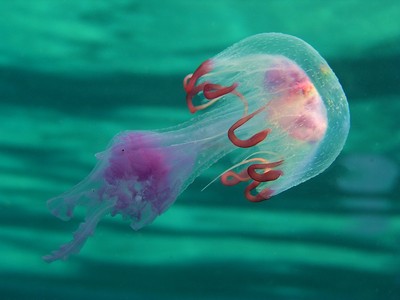 meduza