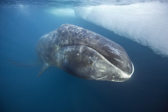 Velryba grónská