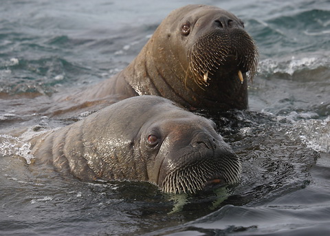 walrus mroz odobenus rosmarus