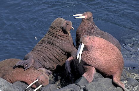 walrus mroz odobenus rosmarus
