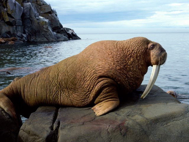 walrus mroz odobenus rosmarus