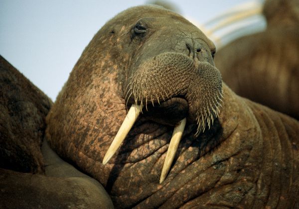 walrus mroz odobenus rosmarus