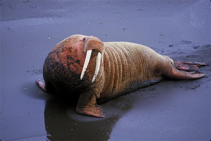 walrus mroz odobenus rosmarus